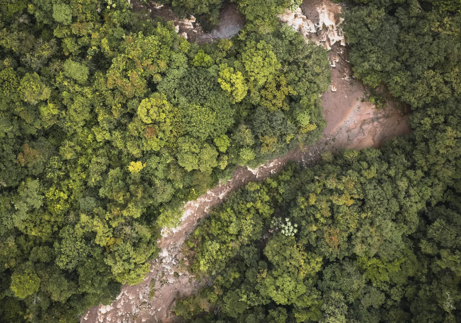 Aerial view of a rainforest canopy with a river canyon