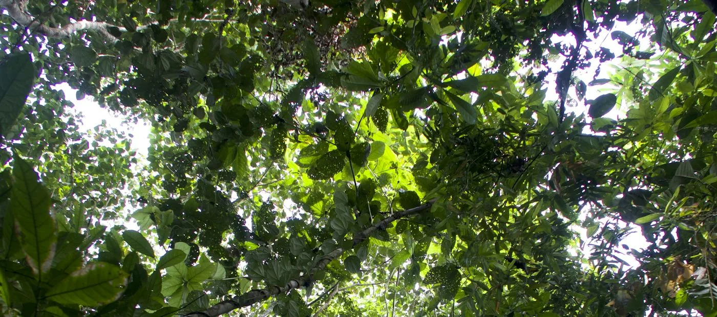 Rainforest canopy in the Amazon