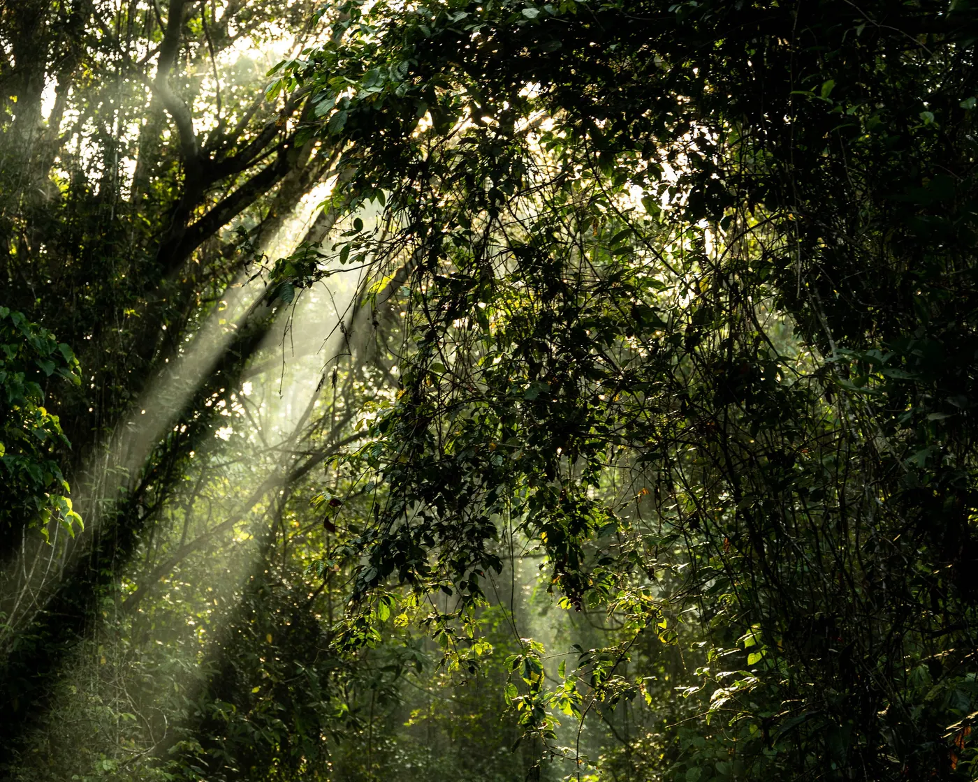 Morning light rays through a rainforest