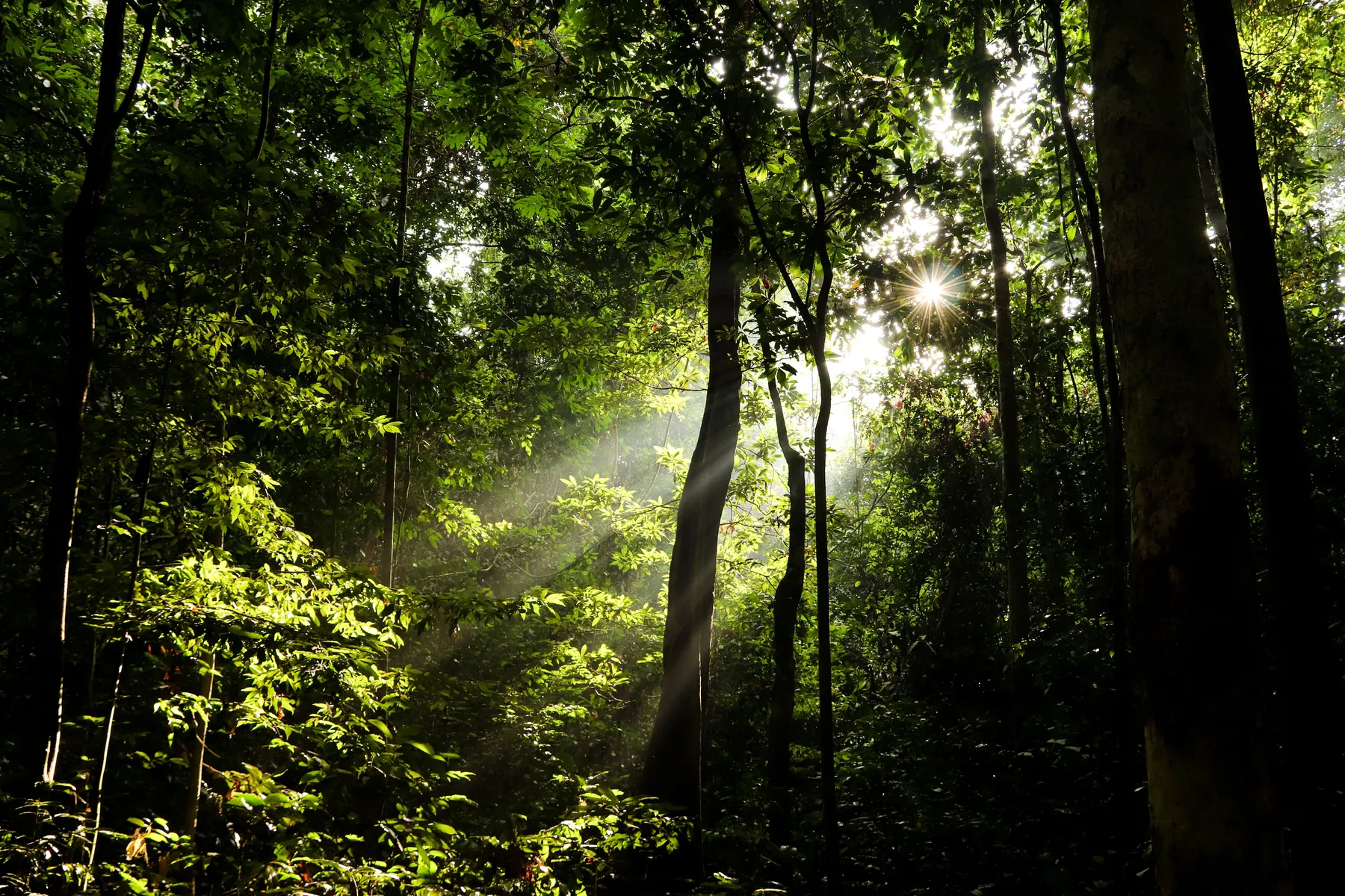 Sunbeams breaking through a tropical rainforest