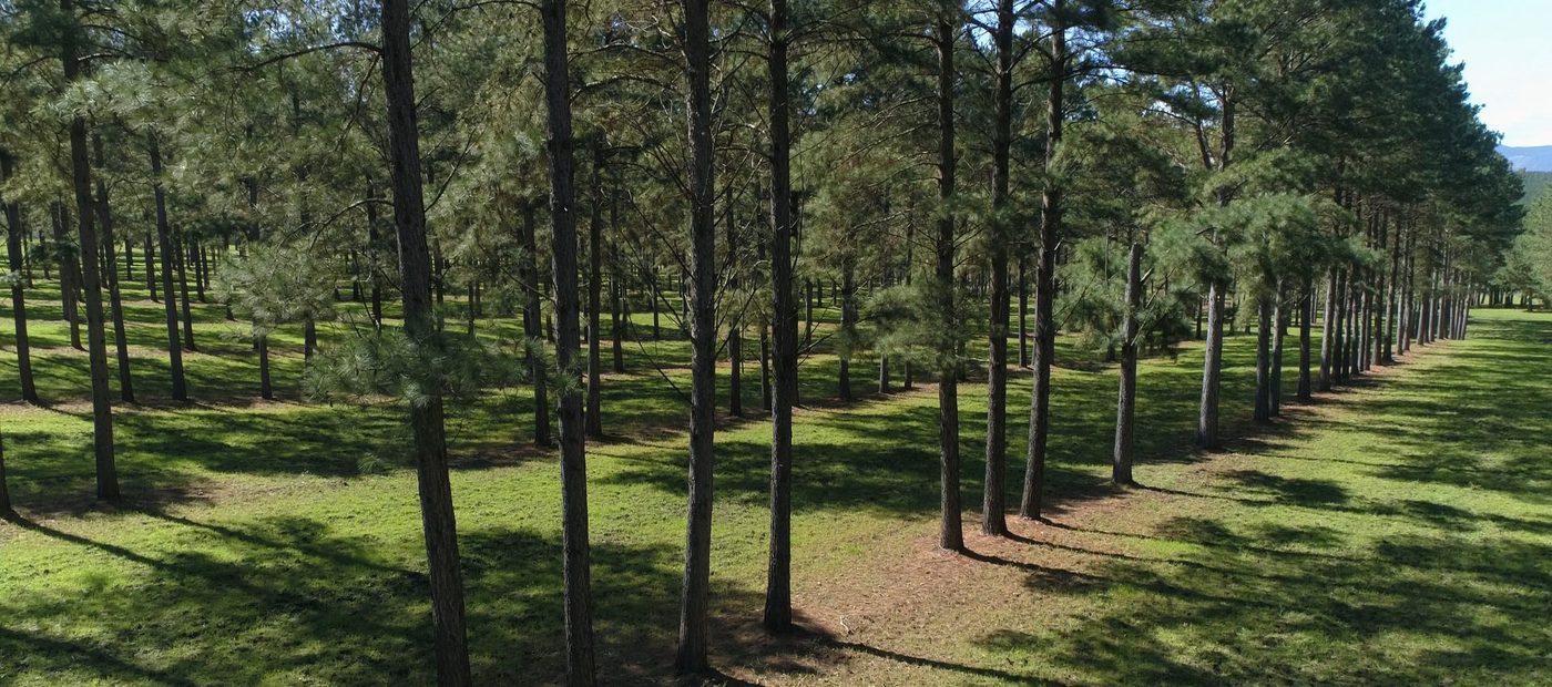 Rows of planted pine at one of the forest management units