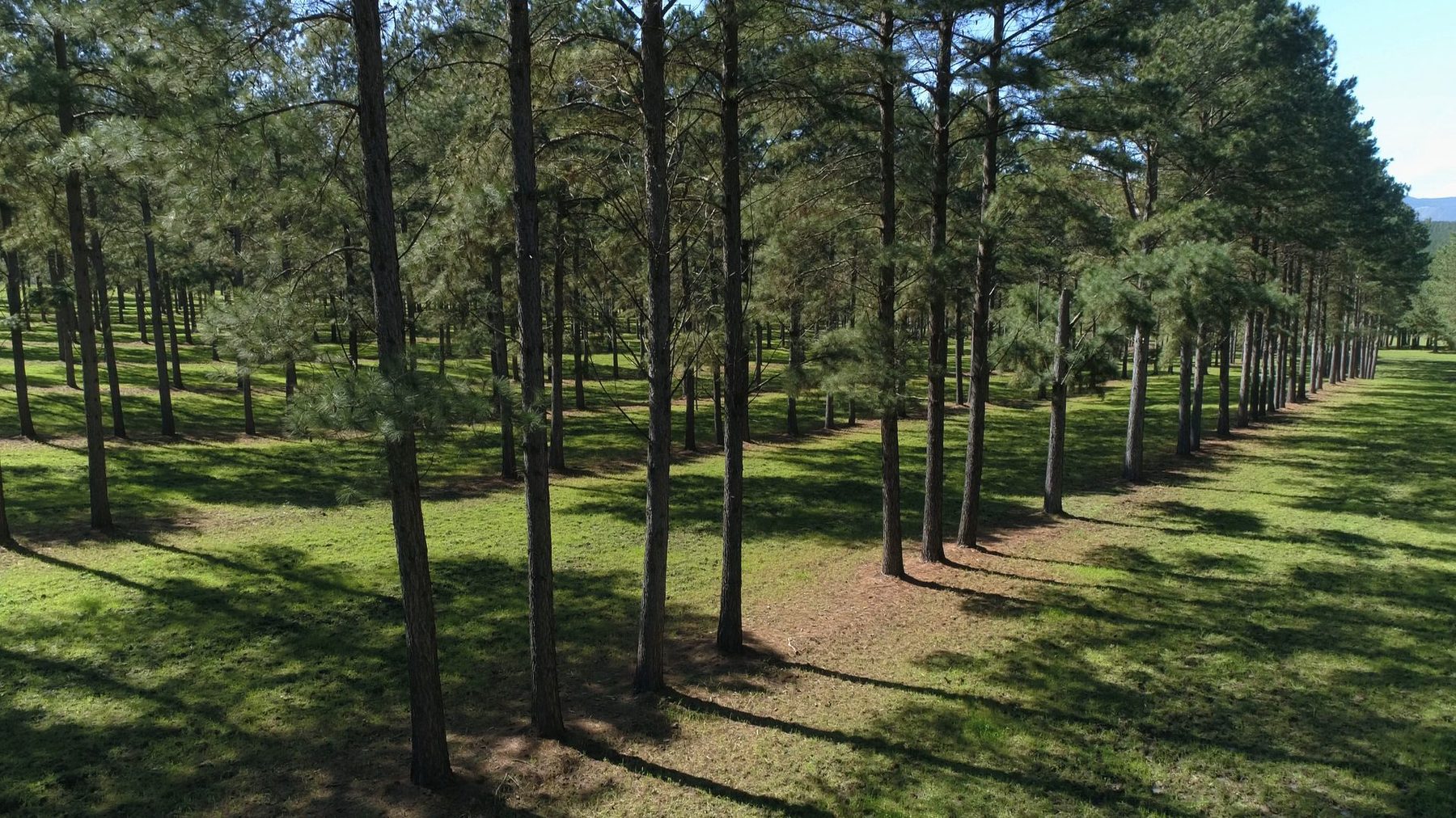 Pine plantation reforestation site